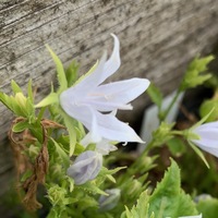 Campanula poscharskyana 'E. H. Frost'
